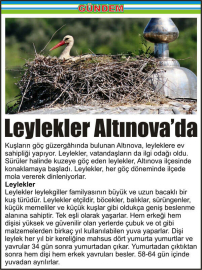 Leylekler-Altınova’da