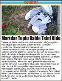 Martılar-Toplu-Halde-Telef-Oldu