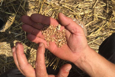 Köylerde hububat hasadı kontrolü ve anız yakımı ile ilgili uyarı yapıldı