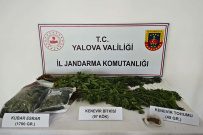 Yalova’da Villada Kenevir Operasyonu