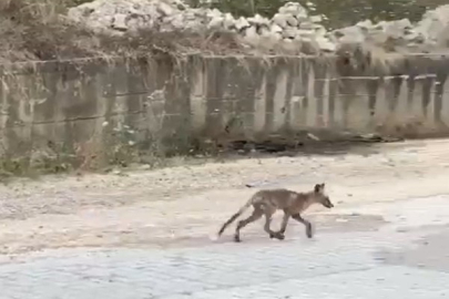 Yalova Şehir Merkezinde tilkiler kameralara yakalandı