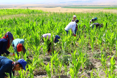 Yalova'da tarımda yeni dönem başladı