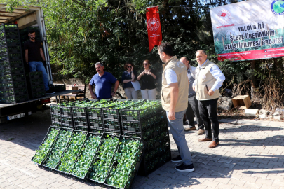 Yalova Tarım ve Orman İl Müdürlüğü yalovalı Çiftçilere karalahana fidesi dağıtıldı