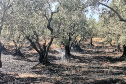 Yalova Armutlu'da gerçekleşen yangına zamanında müdahale