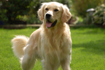 Rüyada köpek kovalaması ne anlama geliyor? İhya Diyanet