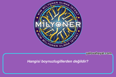 Hangisi boynuzlugillerden değildir? Kim Milyoner Olmak İster