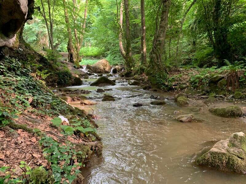 yalova'da ormanda mangal yakılıyor mu