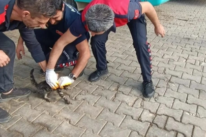 Yalova Armutlu’da makam aracına sıkışan kedi kurtarıldı