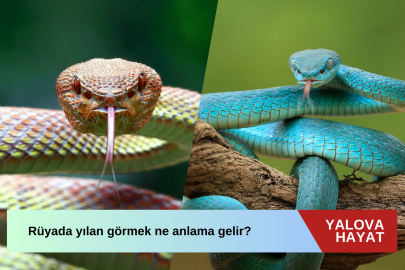 Rüyada yılan görmek ne anlama gelir?