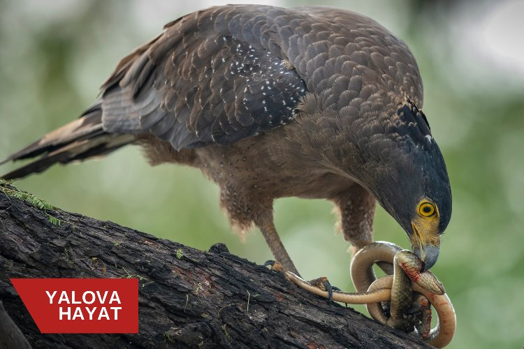 Rüyada yılan öldürmek ne anlama gelir