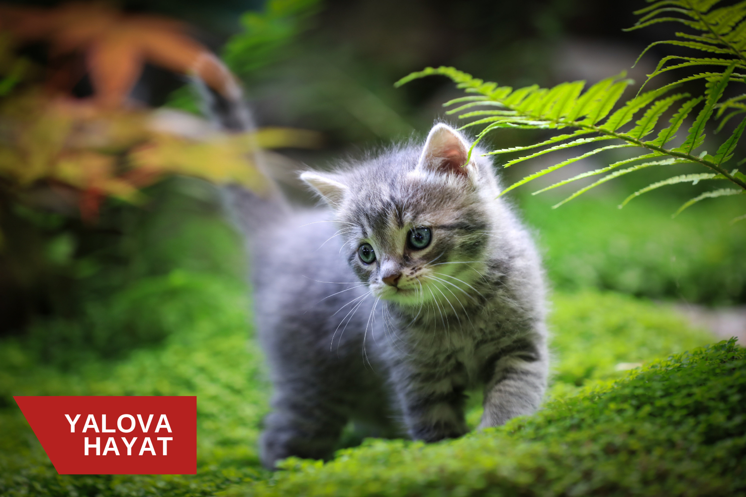 Rüyada sokak kedisi görmek ne anlama gelir