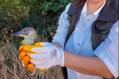 Yalova’da yaralı olarak bulunan ağaçkakan kuşu tedavi edildi