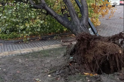 Yalova Çiftlikköy’de fırtınanın etkileri belediye tarafından giderildi