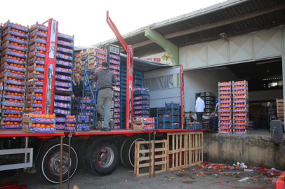 Yalova’da 31 bin 96 ton çıkış yapıldı