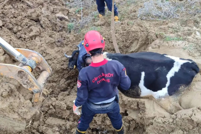 Yalova’da çamura saplanan inekleri itfaiye ekipleri kurtardı