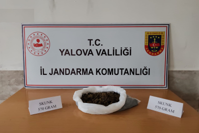 Yalova Çiftlikkköy'de 570 gram skunk ele geçirildi