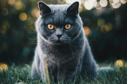 Kedi köpek besleyenler, aman dikkat! VETYALOVA Veteriner Hekimi Samed Aydındoğan’dan hayati öneme sahip bilgiler, “Bu belirtiler varsa…”