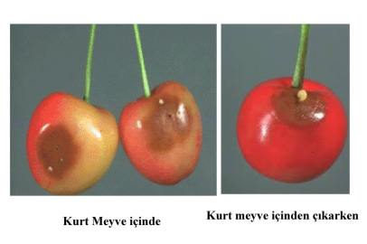 Yalova Tarım ve Orman Müdürlüğünden kiraz yetiştiricilerine duyuru