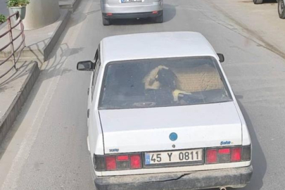 Görenler şoke oldu: Yalova’da arabanın arka koltuğunda koyun taşıdılar