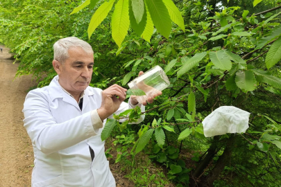 Yalova’da kestane ormanlarını korumak için faydalı böcek salındı