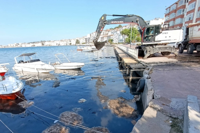 Çınarcık'ta yosun temizliği devam ediyor