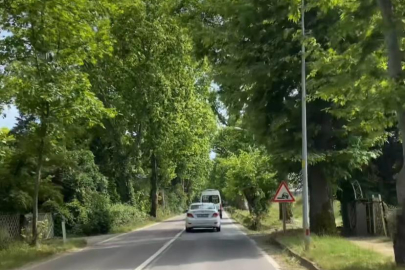 Tarihi Çınarlı Yol yeşillere büründü