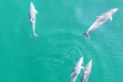 Yalova'da yunusların görsel şöleni dronla görüntülendi