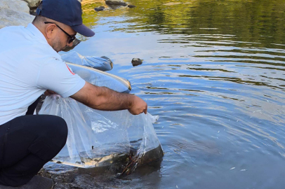 Yalova’da 100 Bin Adet Sazan Balığı Göletlere Bırakıldı