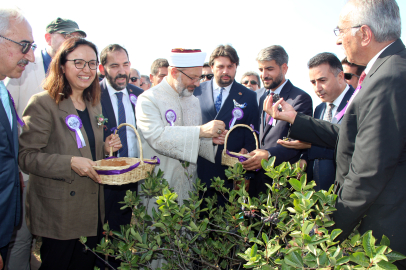 Türkiye’de ilk ve tek ! Aronya ve Tıbbi Aromatik Bitkiler Festivali start aldı