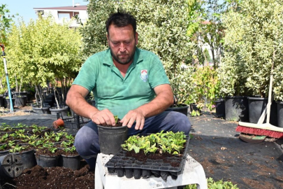 Yalova Belediyesi'nden park ve bahçelere çiçek dokunuşu