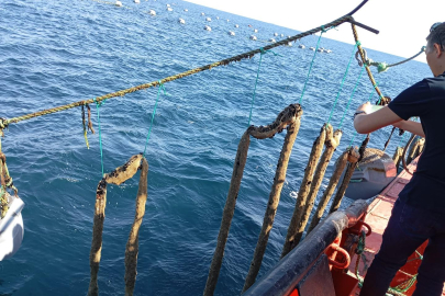 Yalova'da midye tesisleri denetlendi