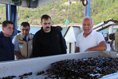 Armutlu Kaymakamı, midye yetiştirme tesisini ziyaret etti