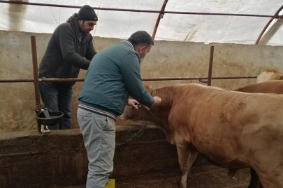 Büyükbaş Hayvanlarda Şap Aşılama Kampanyası Başladı