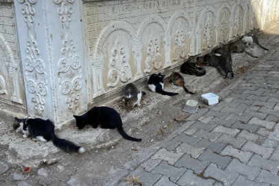 Yalovalılar hayvanları çok seviyor