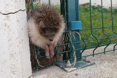 Çiftlikköy İtfaiyesinden hızlı müdahaleler; kirpi ve kedi kurtarıldı