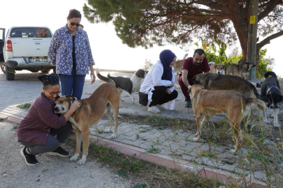 Sessiz dostlarımız mamalarına kavuştu! ‘’Bugün değil her gün onlara sahip çıkalım’’