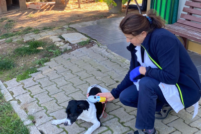 Minik Terrier yeni yuvasına kavuştu