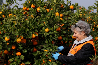 Tamamen doğal üretilen LÖSEV doğal satsuma mandalinaları sağlıklı beslenmede sembol haline geldi