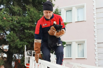 Çiftlikköy İtfaiyesi'nden kedi operasyonu