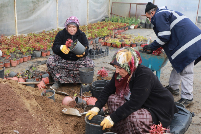 Çiftlikköy’ün bitki fabrikasında kış üretimleri başladı