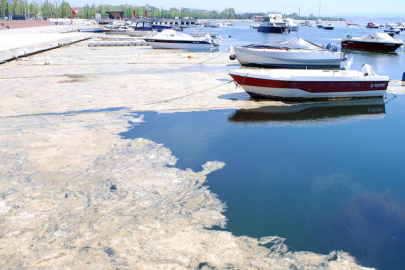 Yalova’da hortladı! İşte Marmara Denizi’nde müsilajın nedeni