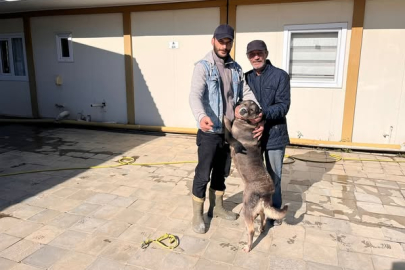 Yalova Çınarcık’ta üç can dost yeni evlerine kavuştu