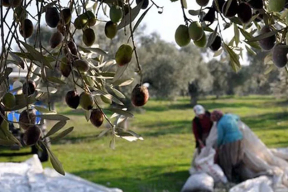 Rapor açıklandı! Yalova zeytin ağacı listesinde kaçıncı sırada?