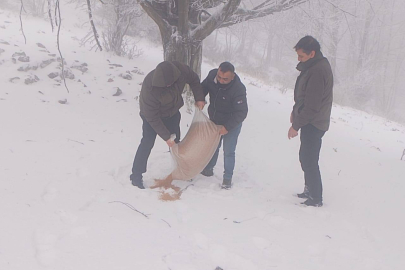 Yalova'da yaban hayvanları için dağlara yiyecek bırakıldı