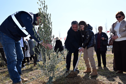 Yalova Belediyesi 100 zeytin fidanı dikti